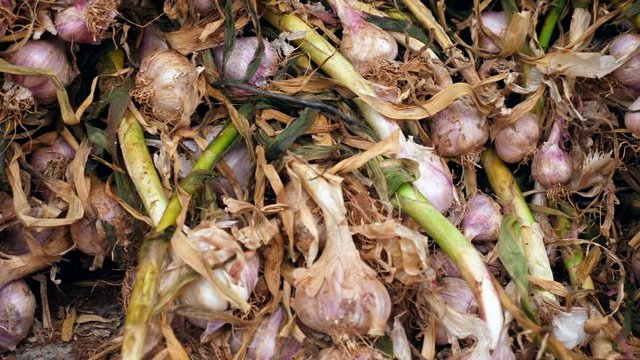 Piles of raw garlic in a local market