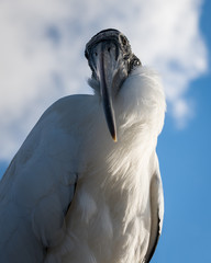 Heron Up Close