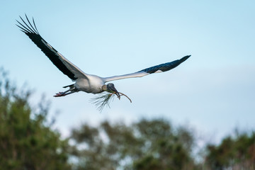 Wood Stork