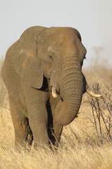 Fototapeta na wymiar Elephant in Kruger National Park, South Africa