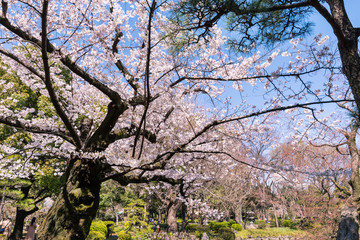 桜咲く日比谷公園