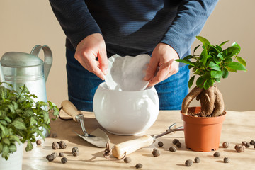 gardening, planting at home. man relocating ficus houseplant