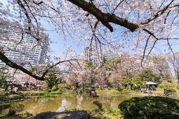 桜咲く日比谷公園の雲形池