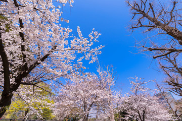 桜咲く日比谷公園
