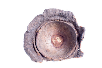 ishpingo or Ecuadorian cinnamon tree flower closeup