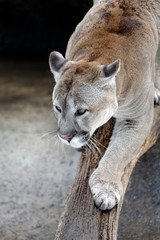 Cougar on a tree branch