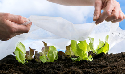 Gartenvlies wird schützend auf junge Salatpflanzen gelegt,Schutz vor extremen Wetterbedingungen