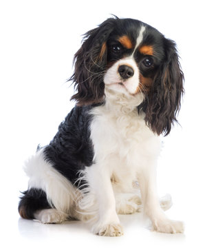 Cavalier King Charles" Images – Browse 6,900 Stock Photos, Vectors, and  Video | Adobe Stock