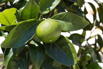 Lime fruit grows on tree