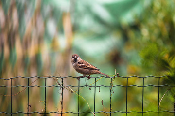 The house sparrow