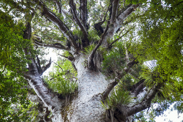 Waipoua Forest, Neuseeland