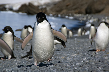 Naklejka premium Summer scene on beach at Brown Bluff, Antarctica.