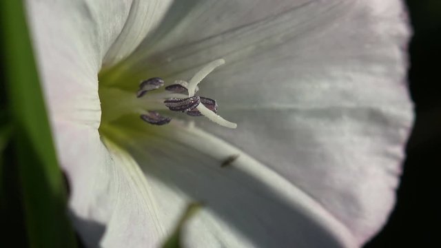 Insect Bee all in white pollen in flower white bell quickly moves, flower Convolvulus arvensis, macro