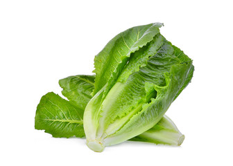 fresh baby cos, green lettuce isolated on white background