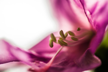 Beautyfull pink flower stamina in closeup