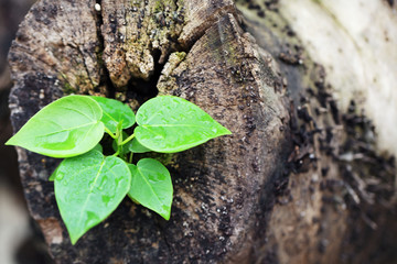 young plant growing from old tree trunk background