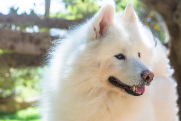 Snowy the Samoyed