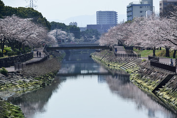 平和市民公園の桜