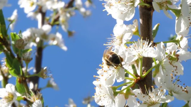 Biological agriculture, pollination of flowers in spring season