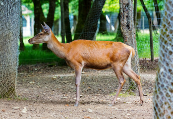 Doe deer walking in park