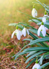 Snowdrop flowers and sunshine.