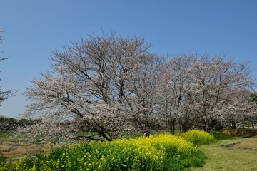 Fototapeta premium 風土記の丘