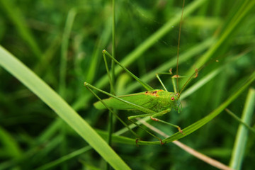 sauterelle verte dans une prairie