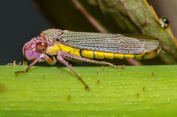  Wonderful and mysterious macro world