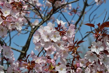 風土記の丘の桜