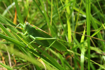 grande sauterelle verte sur des herbes