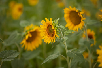 Close Up of Sunflowers