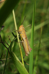 criquet brun dans une prairie