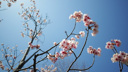 桜