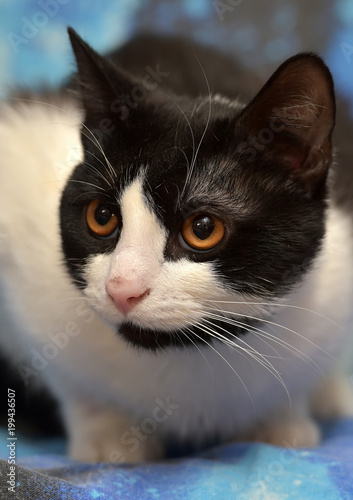 Black With White Short Haired Cat With Orange Eyes Stock Photo