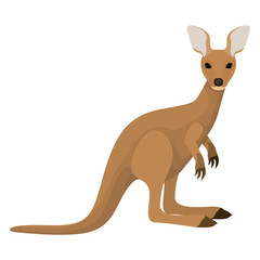 Fototapeta premium wild kangaroo australian creature