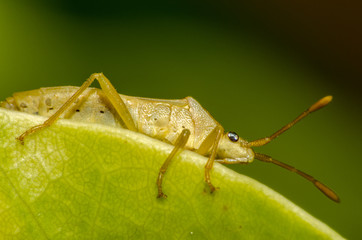  Wonderful and mysterious macro world