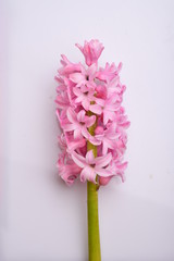 Fresh hyacinth flower