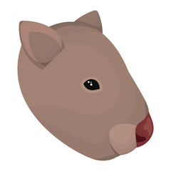 wild wombat australian creature head