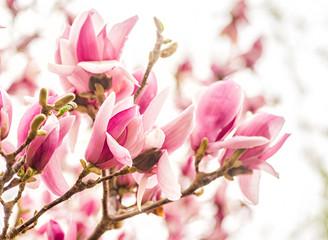 Obraz premium purple and white chinese magnolia tree flowers blooming in spring on blue sky background