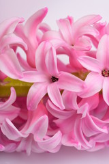 Fresh hyacinth flower