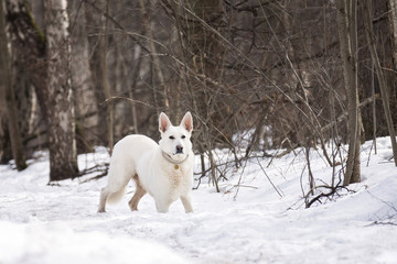 dog in the forest