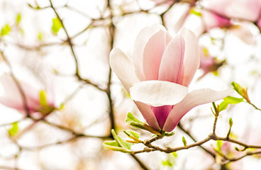 purple and white chinese magnolia flower in spring on blue sky background
