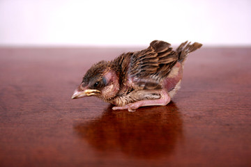 the baby bird