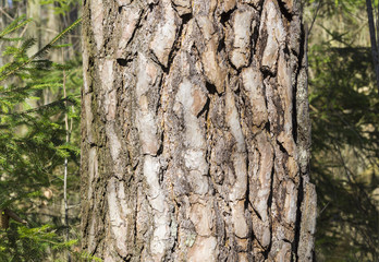 Nahaufnahme einer Schwarzkiefer im Wald 