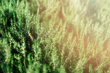 Fresh rosemary shrubs in garden. Green herb bushes grow outdoor. Plant background with sunlight effect, copy space. Close up of rosemary leaves on agriculture plantation