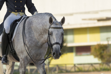 Un caballo español ha terminado su participación en una competición de doma clasica