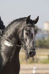 Retrato de un caballo cartujano en una competicion de doma