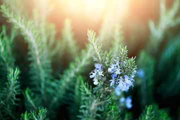 Blossoming rosemary plants with flowers on green bokeh herb background. Rosmarinus officinalis...