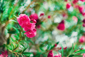 Blossom spring, exotic summer, sunny day concept. Blooming pink oleander flower or nerium in garden. Wild flowers in Israel. Selective focus. Copy space.