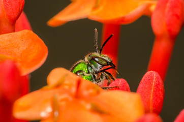  Wonderful and mysterious macro world